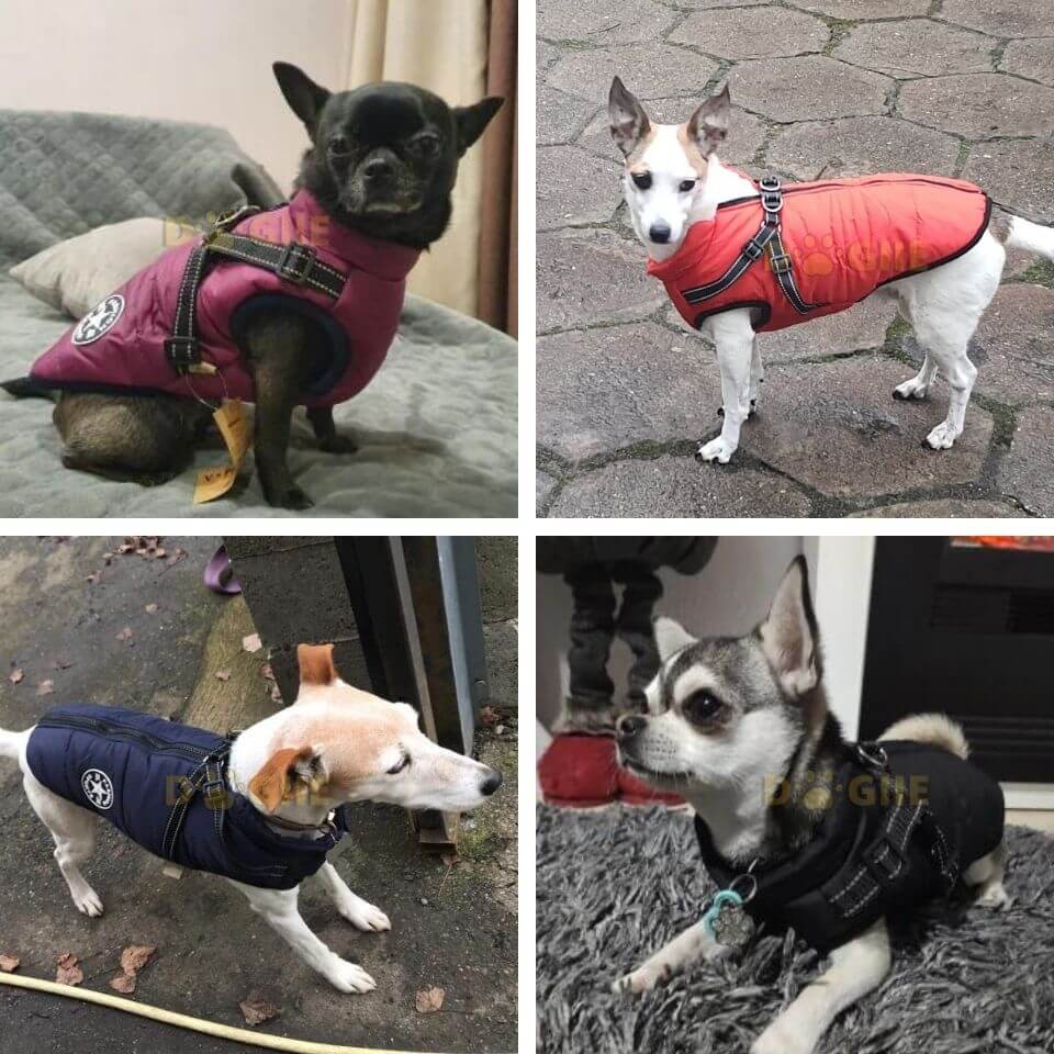 Waterproof Winter Jacket with Built-in Harness for Dogs