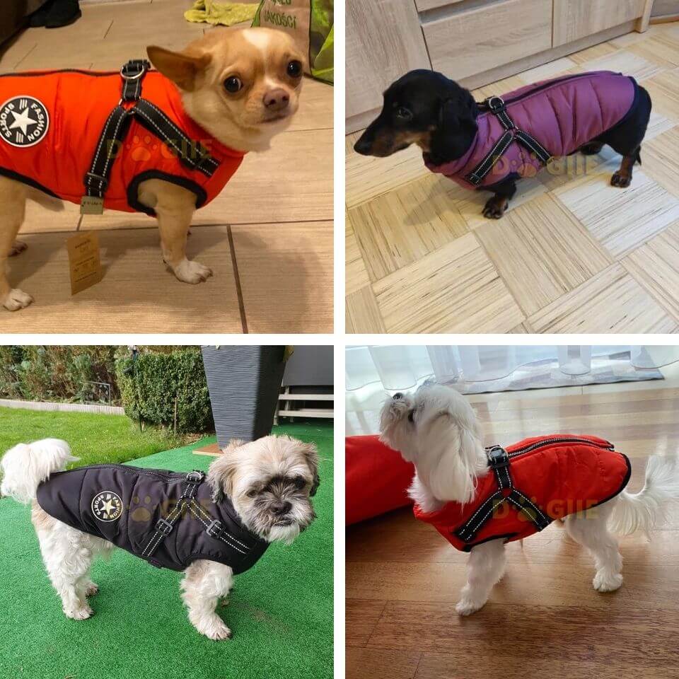 Waterproof Winter Jacket with Built-in Harness for Dogs