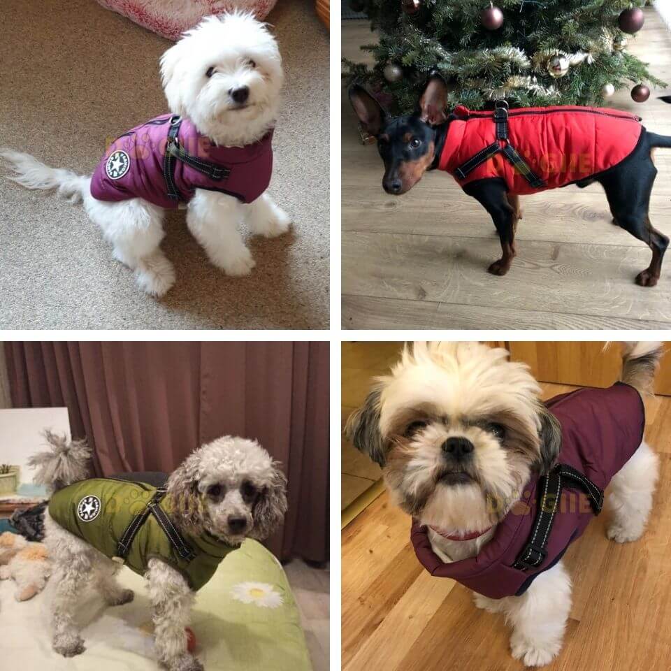 Waterproof Winter Jacket with Built-in Harness for Dogs