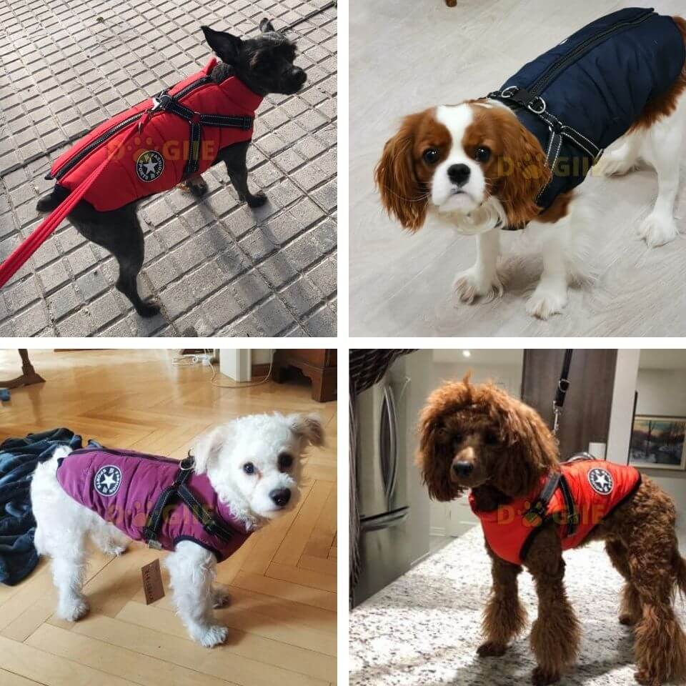 Waterproof Winter Jacket with Built-in Harness for Dogs