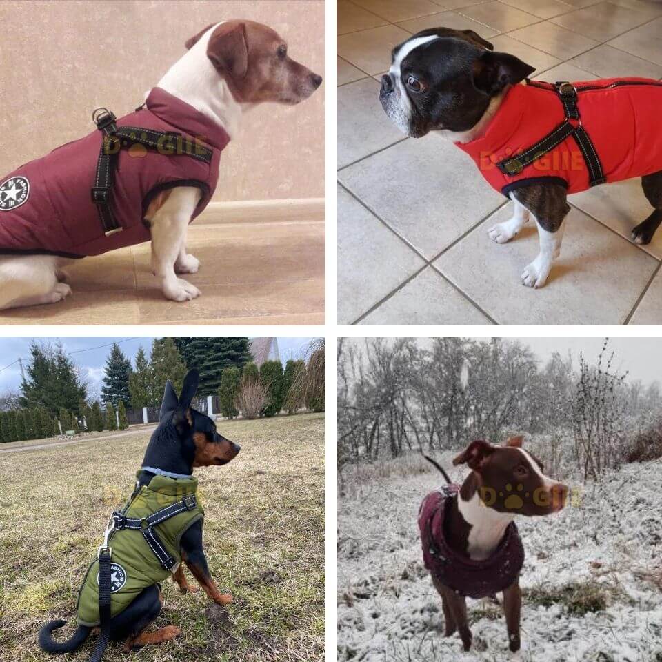 Waterproof Winter Jacket with Built-in Harness for Dogs