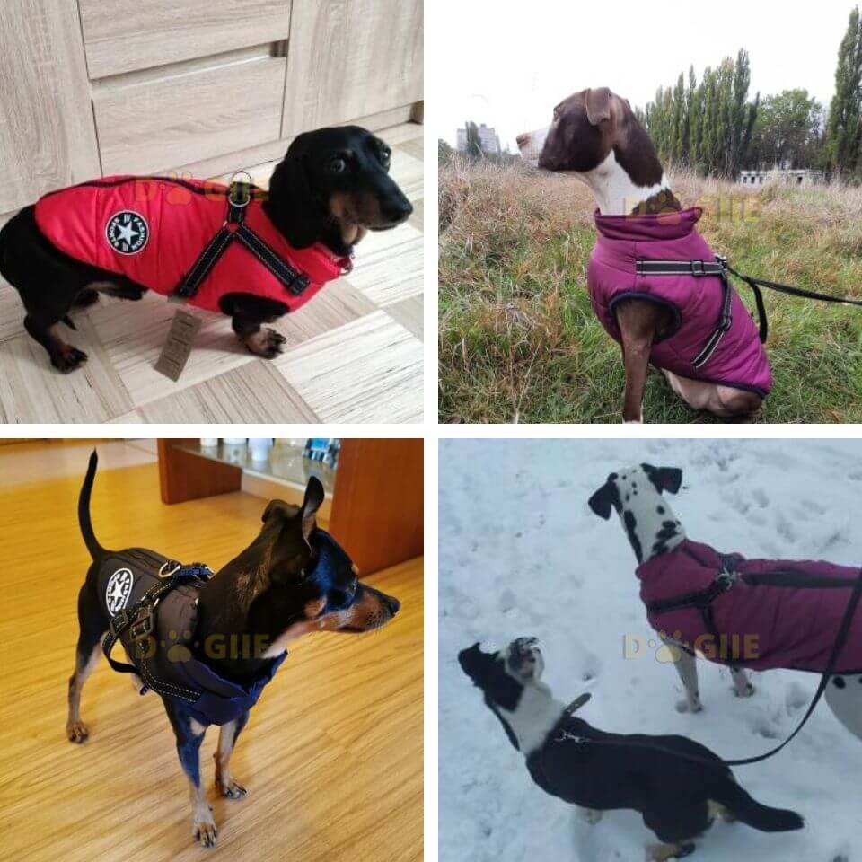 Waterproof Winter Jacket with Built-in Harness for Dogs