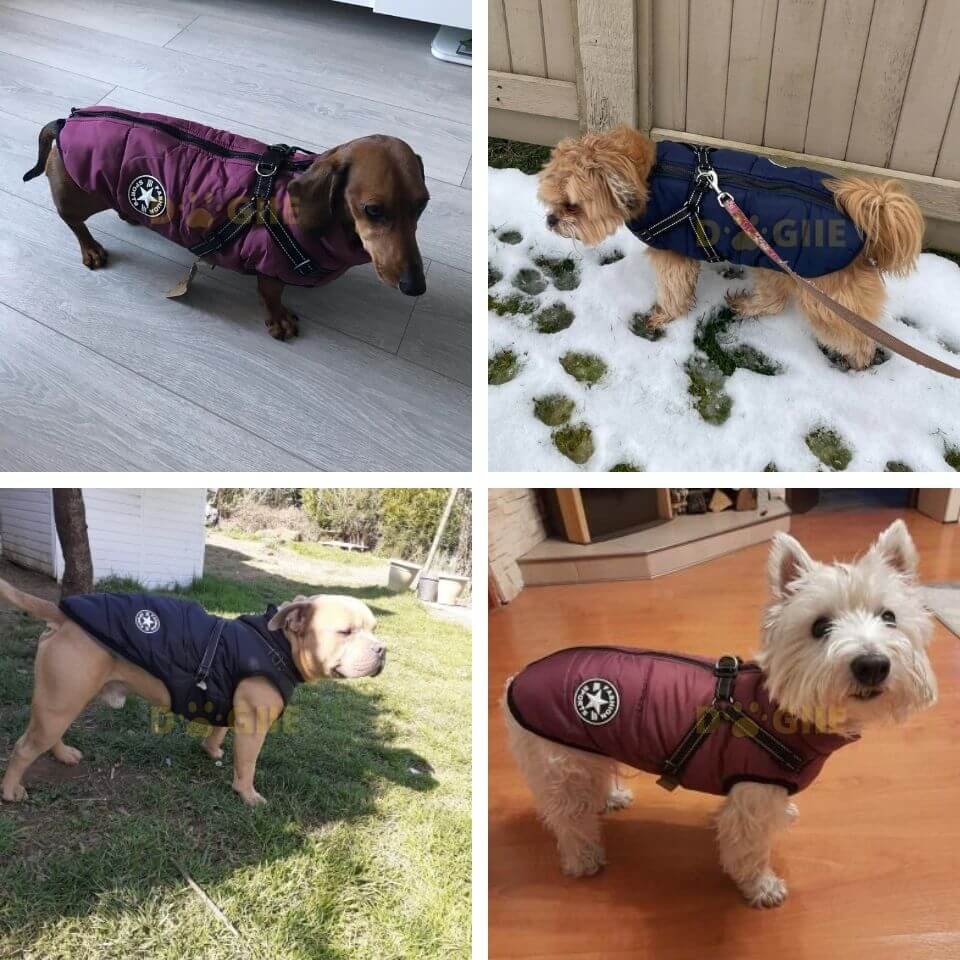 Waterproof Winter Jacket with Built-in Harness for Dogs