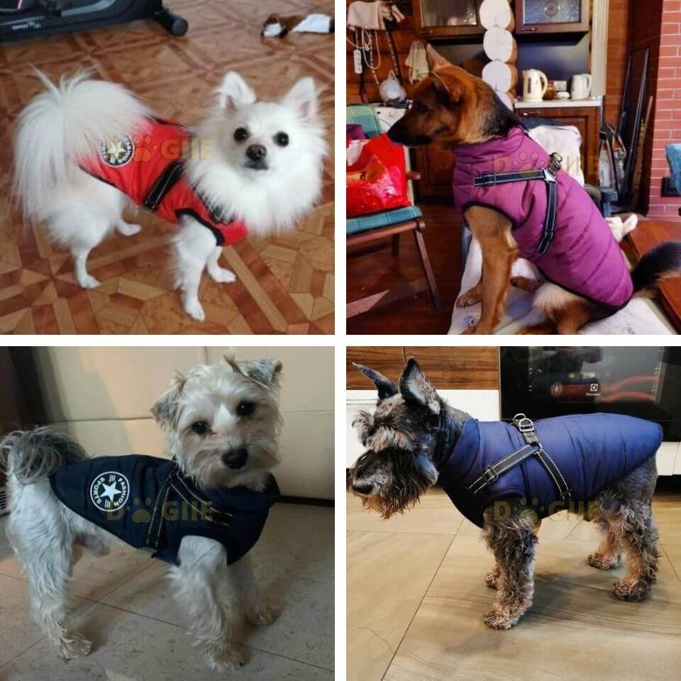 Waterproof Winter Jacket with Built-in Harness for Dogs