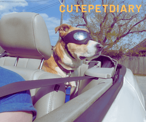 Cutepetdiary™- Dog Goggles Large & Small Breed